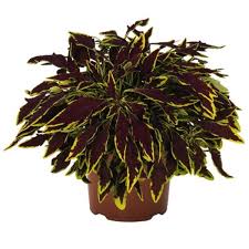 Image result for Coleus hereroensis