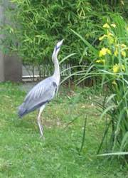 Vogel Burzel Druse Einfach Erklart