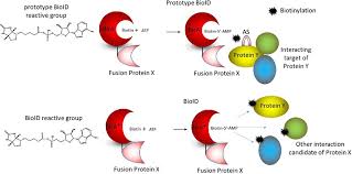 Top page of furukawa rock drill. Proximity Labeling Of Interacting Proteins Application Of Bioid As A Discovery Tool Li 2017 Proteomics Wiley Online Library