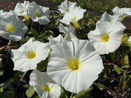Image result for Ipomoea ephemera
