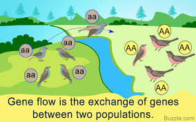 Understanding The Definition Of Gene Flow And Its Examples In Humans Biology Wise