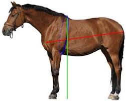 Measuring Your Horse Foal Or Donkey For Weight Calculations