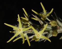 Image result for Orbea rogersii