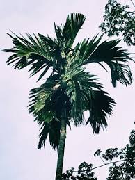 Look through examples of pokok pisang translation in sentences, listen to pronunciation and learn grammar. Pokok Pinang In English