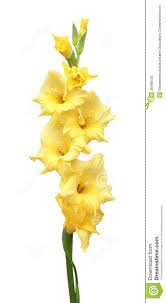 Yellow Gladiolus Flower Download From Over 59 Million High Quality Stock Photos Images Vectors Sig Gladiolus Flower August Flower Tattoo Beautiful Flowers