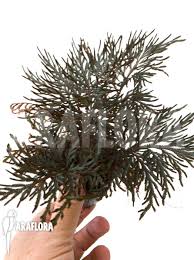 Image result for Selaginella afrorum