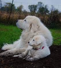 Just Like Mom Great Pyrenees Pyrenees Puppies Great Pyrenees Puppy