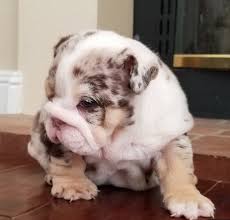 Chocolate tri dogs have a solid chocolate body color or can also come with white or piebald patterns. Scottie Chocolate Tri Merle English Bulldog English Bulldogs Deluxe Bulldogs Adoption Providing Quality Akc Bulldog Puppies