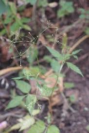 Image result for Pimpinella ledermannii