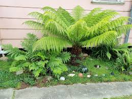 Image result for Todea