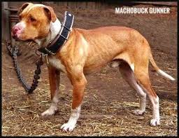 Black And Brown Pitbull Dog Pin On American Pit Bull Terrier Apbt Game Dog Working Pitbull Conditioned Apbt Pitbull Bull Dogs Pitbull Dog Red Nose Adba