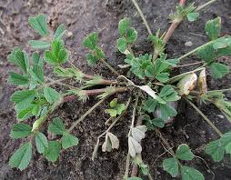 Image result for Medicago laciniata