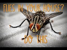Why Are There Flies In My House All Of A Sudden Find Out Where These Blow Fruit And Cluster Flies Are Coming From And Get Rid Of Flies Flying How