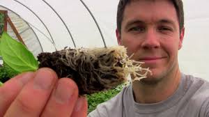 How can I prevent petunia cuttings from rotting