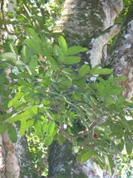 Image result for Khaya grandifoliola