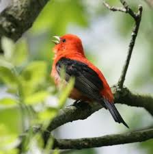 Bird With Orange Wings Bright Orange Bird With Black Wings Species Piranga Olivacea Bird Species Bird Scarlet Tanager