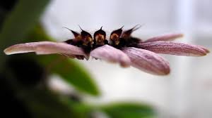 Image result for Brachycorythis velutina