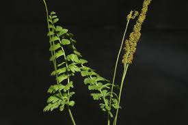 Image result for Anemiaceae