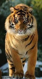 s a baloch on twitter animals beautiful beautiful cats big cats