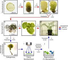 Image result for Ceratopteris