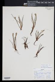 Image result for Isoetes alstonii
