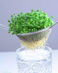 Cultivar Germinados Urban Gardening Pinterest Sprouts Gardens And Recipies