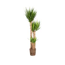 Image result for yucca gigantea en casa