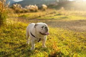 Female bulldogs rival their male counterparts in terms of both attitude and appearance. Ultimate List Of The Top 500 Bulldog Names Cute And Popular Puppy Name Ideas