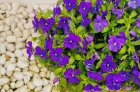La viola cornuta è una pianta sempreverde ed è originaria dei pirenei e della cordigliera cantabrica, nel nord della spagna. Viola Come Coltivare Questa Pianta Annuale Rinomata Per I Suoi Fiori