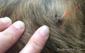 Boxers represent a large portion of pets diagnosed with this type of hair loss, which points to a likely genetic component. Bruno The Boxer S Mast Cell Tumor Ordeal Continues