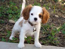 Our King Charles Cavalier 10 Week Old Macy Cavalier King Charles Dog King Charles Cavalier Spaniel Puppy King Spaniel