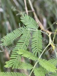 Image result for Acacia