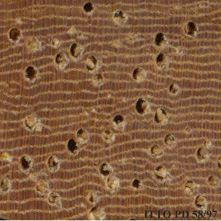 Image result for Parinari excelsa