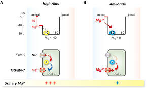 Image result for Amiloride