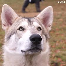 Season 4 Dog Gif By Outlander Find Share On Giphy Stop dog barking your dog dogs animals animales animaux pet dogs doggies animal. season 4 dog gif by outlander find