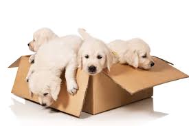 How To Train 8 Week Old Golden Retriever Survival Guide World Of Dogz