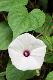 Image result for Convolvulaceae