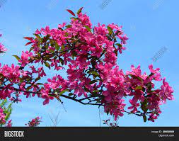 Sakura flowers background art design. Hot Pink Flowering Image Photo Free Trial Bigstock
