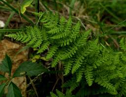 Image result for Cliffortia nitidula