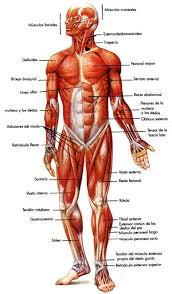 Resultado de imagen para cuerpo humano