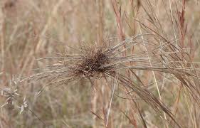 Image result for Heteropogon contortus