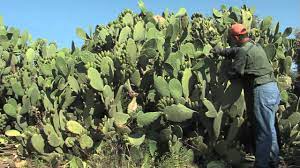 The fruits of the prickly pear in italy are known as fichi d'india (india pears), marketed in america with the friendlier, less dangerous name of c actus pears. La Scozzolatura Dei Fichidindia Dell Etna Youtube