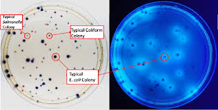From wikimedia commons, the free media repository. Comparison Of Recovery And Enumeration Of Escherichia Coli Cronobacter Species Coliforms And Salmonella Typhimurium In Ground Beef And Ground Turkey Using Conventional Methods And A New Chromogenic Medium Eca Check Easygel Plus