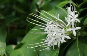 Image result for Leptactina platyphylla