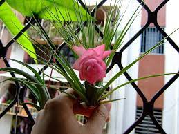 好種的懶人植物 空氣鳳梨 下集 政治大學東亞研究所學會 痞客邦 green thumb plants green