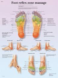 Anatomical Chart Foot Massage Reflex Zone Paper