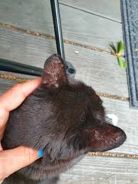 Maybe you would like to learn more about one of these? What Are These Bumps On My Cat S Ears She And All Of My Cats Are On Revolution And They All Go Outside Now For The First Time In 5 Years But She