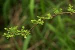 Image result for Phyllanthus leucocalyx