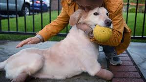 To take part in the paws atlanta foster program you must submit a completed application to foster@pawsatlanta.org and then set up a home inspection. Adopting A Pet Can Be Hard We Have 8 Tips To Make It Easier Howstuffworks