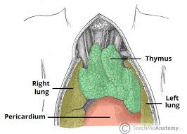 Normal anatomy and distortions produced by adenopathy. The Anterior Mediastinum Borders Contents Teachmeanatomy